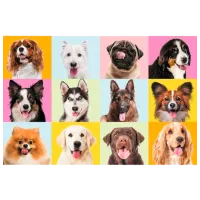 Puzzle Trefl Cute puppies 10+/ Numărul de piese: 60 photo 2