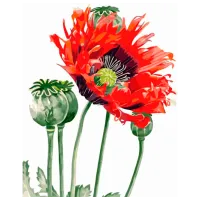 Pictură pe numere Strateg Floare de mac GS070 50 x 40 cm / Verticală