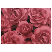 Обои Grandeco Photographic Rose Красный / Флористика