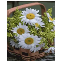 Картина по номерам Strateg Романиты в корзине 50586 50 x 40 см / Вертикальная