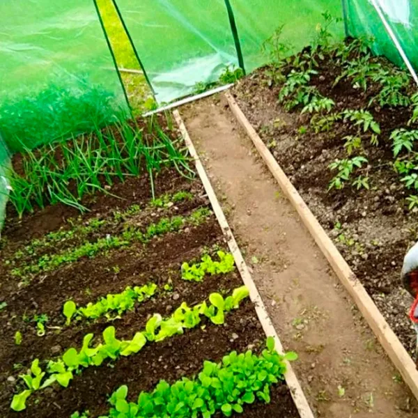 Seră GardenLine TUN5552 6 m² / 25 mm photo 6