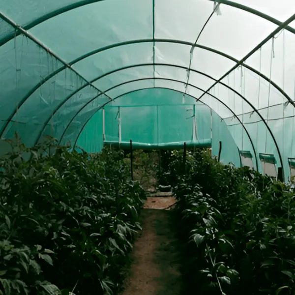 Теплица Tehno MS 10001435 30 m² / 26 мм photo 6