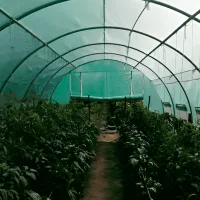 Seră Tehno MS 10001435 30 m² / 26 mm photo 6