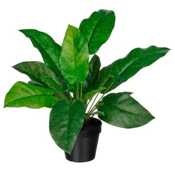 Искусственное растение Ikea Calathea Зеленый / Высота (см) - 40 photo 1 Искусственное растение Ikea Calathea Зеленый / Высота (см) - 40 photo 1
