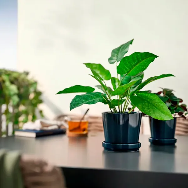 Искусственное растение Ikea Calathea Зеленый / Высота (см) - 40 photo 4 Искусственное растение Ikea Calathea Зеленый / Высота (см) - 40 photo 4