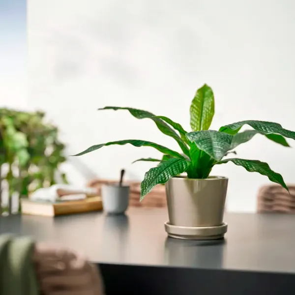 Искусственное растение Ikea Fejka Зеленый / Высота (см) - 40 photo 4 Искусственное растение Ikea Fejka Зеленый / Высота (см) - 40 photo 4