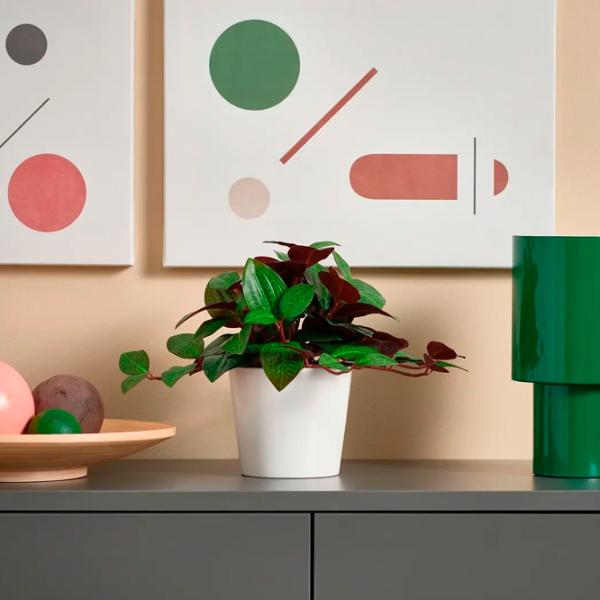 Искусственное растение Ikea Fejka Зеленый / Высота (см) - 20 photo 2 Искусственное растение Ikea Fejka Зеленый / Высота (см) - 20 photo 2