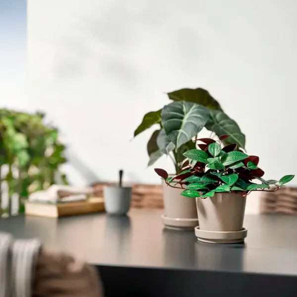 Искусственное растение Ikea Fejka Зеленый / Высота (см) - 20 photo 4 Искусственное растение Ikea Fejka Зеленый / Высота (см) - 20 photo 4