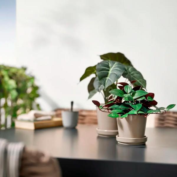 Искусственное растение Ikea Fejka Зеленый / Высота (см) - 20 photo 4 Искусственное растение Ikea Fejka Зеленый / Высота (см) - 20 photo 4