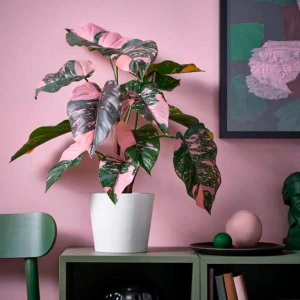 Искусственное растение Ikea Fejka Зеленый / Высота (см) - 55 photo 3 Искусственное растение Ikea Fejka Зеленый / Высота (см) - 55 photo 3