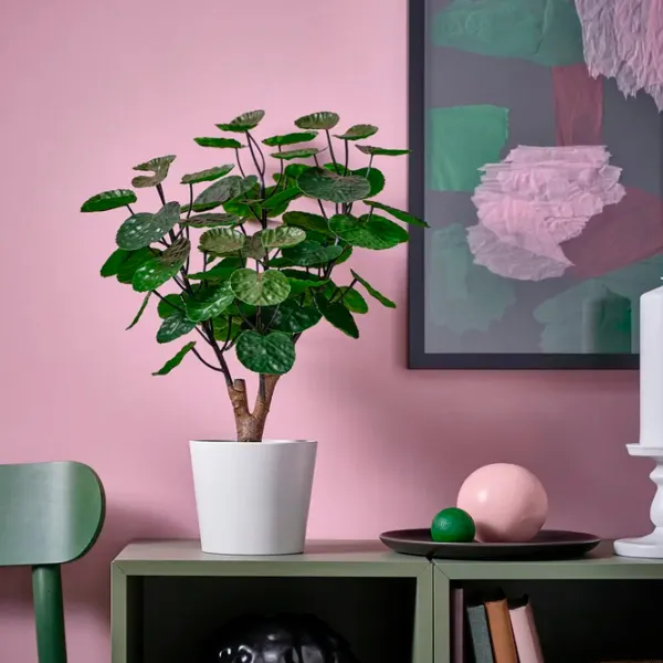 Искусственное растение Ikea Fejka Зеленый / Высота (см) - 50 photo 2 Искусственное растение Ikea Fejka Зеленый / Высота (см) - 50 photo 2