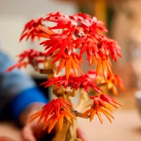 Constructor LEGO Japanese Red Maple Bonsai Tree Clasic/ Red photo 7