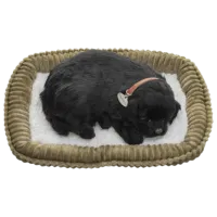 Мягкая игрушка Perfect Petzzz Маленький лабрадор 92-15 5+ / Черный photo 3