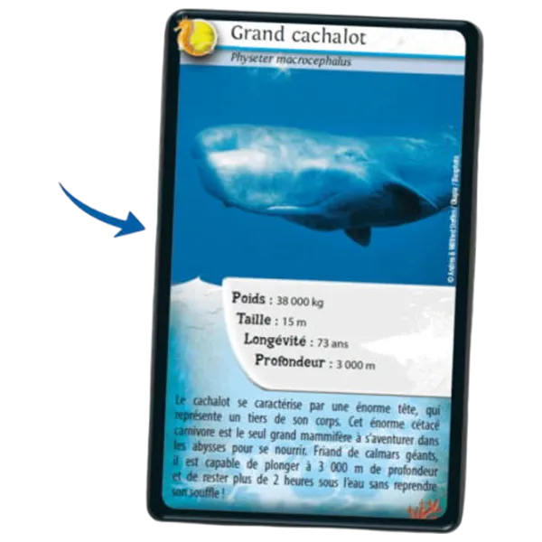 Joc educativ Bioviva Nature Challenge: Marine animals 7+/ Dezvoltare photo 2