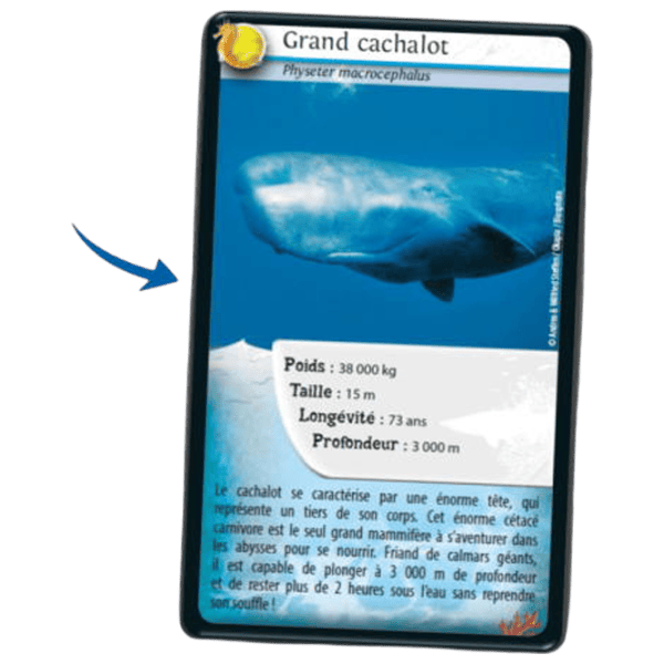 Joc educativ Bioviva Nature Challenge: Marine animals 7+/ Dezvoltare photo 2